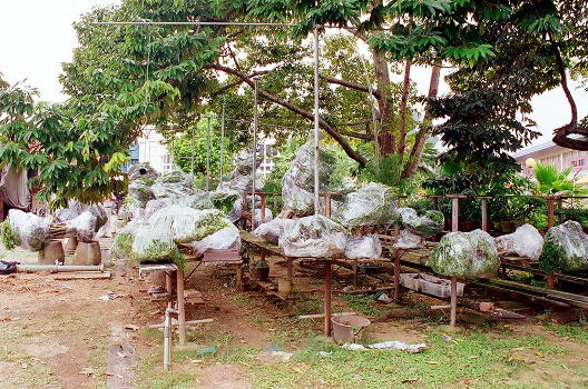 Boh Chit Hee's trees wrapped for Shanghai Botanical Garden